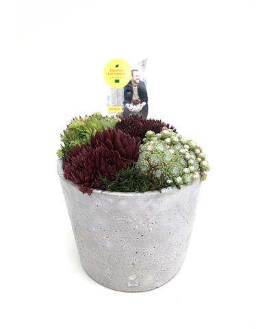Sempervivum pot 18