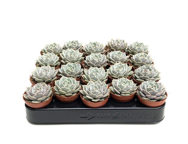 Echeveria Lola 5.5 cm (tray 20 stuks)
