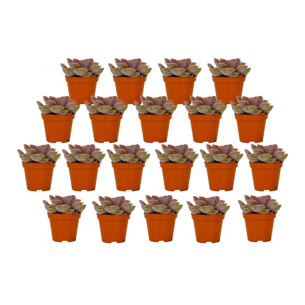 Echeveria Perl Von Nurnberg 5.5 cm (tray 20 stuks)